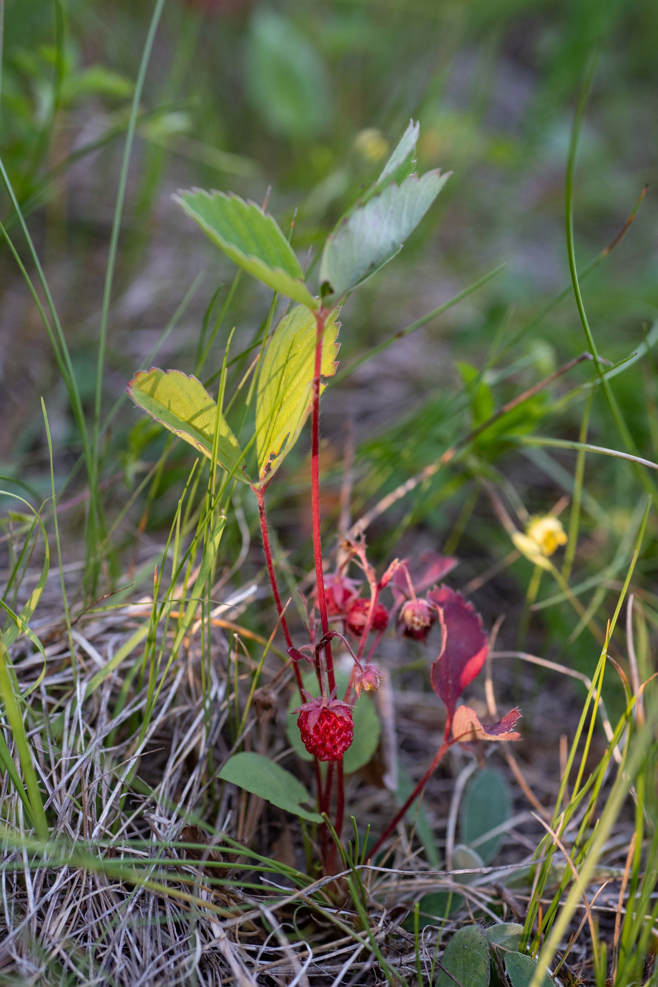 Foraging Wild Strawberries — Kelsey Kobik